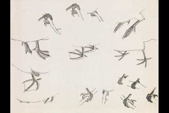 Bird Feet Drawing ink on paper 13 x 14 1516 in. 33 x 38 cm Gift of Sarah Shay 2005 580x388 How Did Chinese Artists Learn and Practice Their Craft?