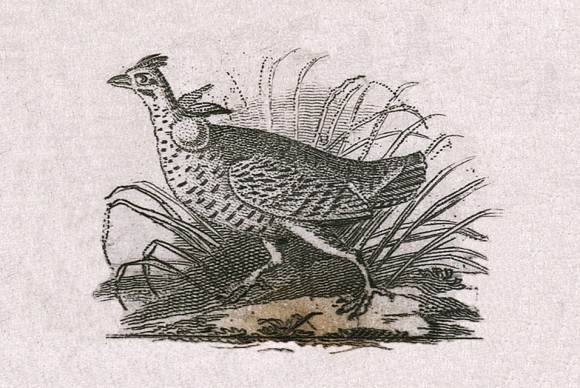 John James Audubons first published illustration 580x388 Researchers Unveil Holy Grail of Audubon Illustration