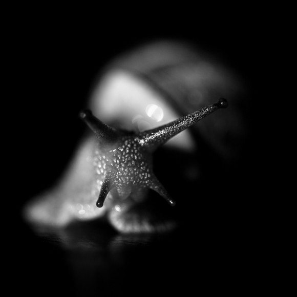 f2db2cb410713312b448a76606cd9f97 580x5801 Black and White by Benoit Courti