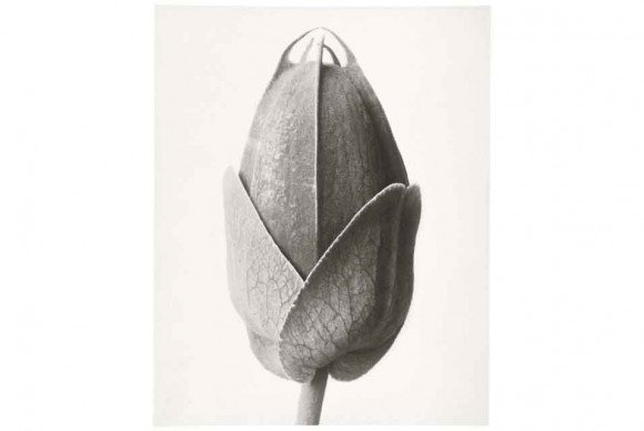 Passiflora. Passion Flower Bud n.d. Gelatin Silver Print 30.0 x 23.9cm 580x388 Major exhibition of Karl Blossfeldts photographs and publications on view at The Whitechapel Gallery